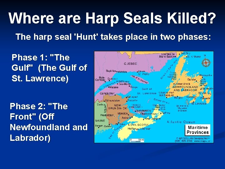 Where are Harp Seals Killed? The harp seal 'Hunt' takes place in two phases: