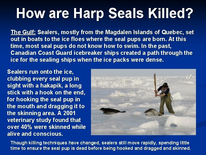 How are Harp Seals Killed? The Gulf: Sealers, mostly from the Magdalen Islands of