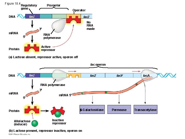 Figure 18. 4 Regulatory gene DNA Promoter Operator lac. I lac. Z No RNA