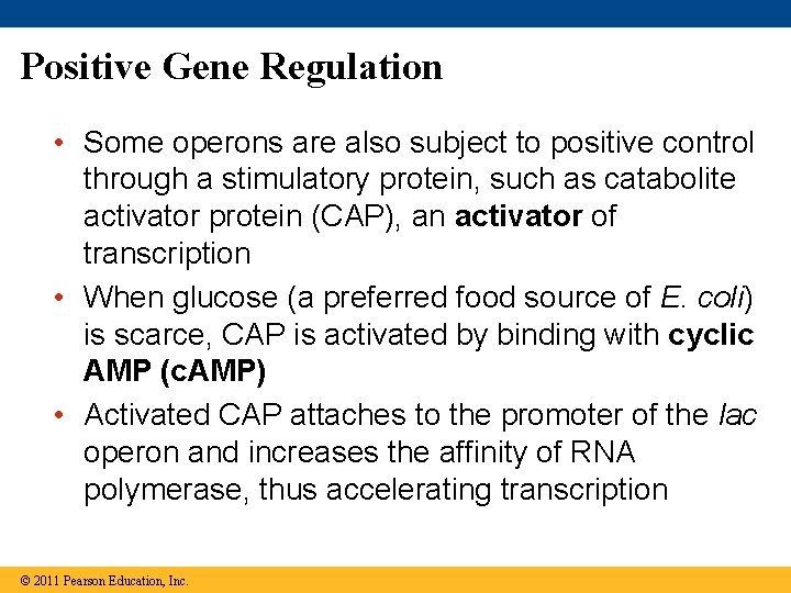 Positive Gene Regulation • Some operons are also subject to positive control through a