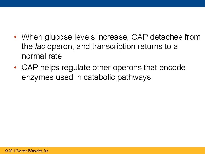  • When glucose levels increase, CAP detaches from the lac operon, and transcription