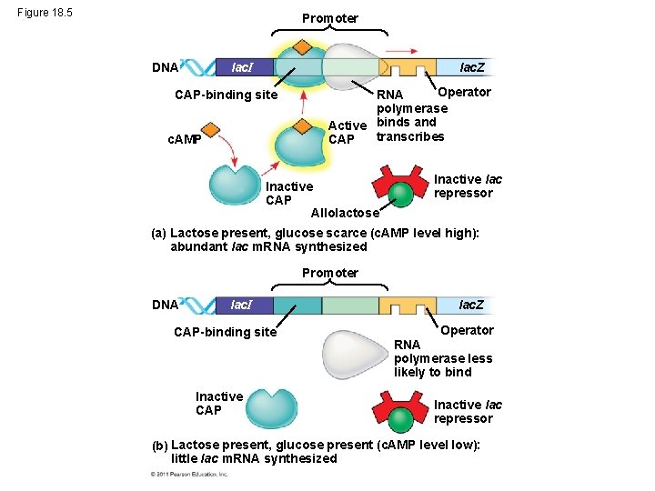 Figure 18. 5 Promoter lac. I DNA lac. Z CAP-binding site c. AMP Operator