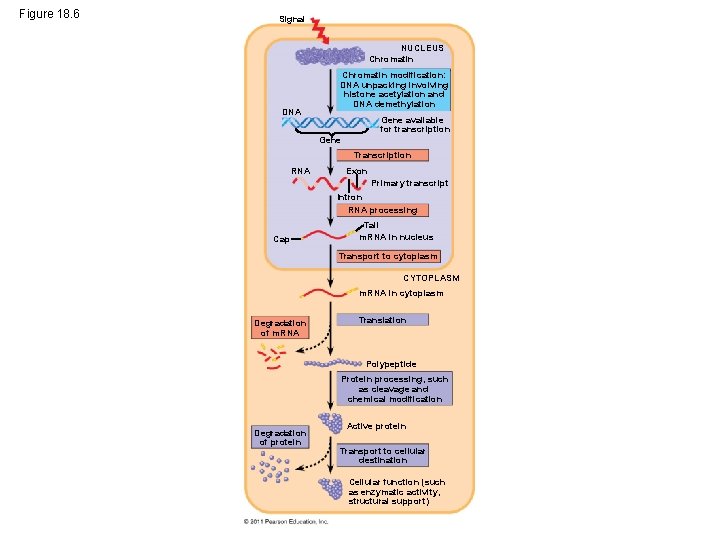 Figure 18. 6 Signal NUCLEUS Chromatin DNA Chromatin modification: DNA unpacking involving histone acetylation