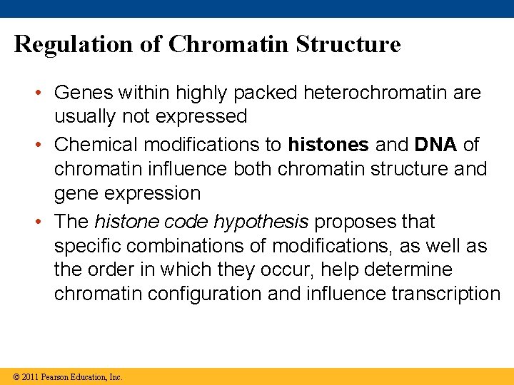 Regulation of Chromatin Structure • Genes within highly packed heterochromatin are usually not expressed