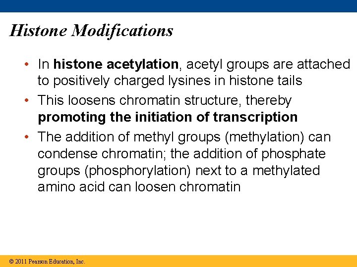 Histone Modifications • In histone acetylation, acetyl groups are attached to positively charged lysines