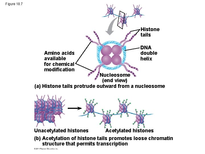 Figure 18. 7 Histone tails Amino acids available for chemical modification DNA double helix