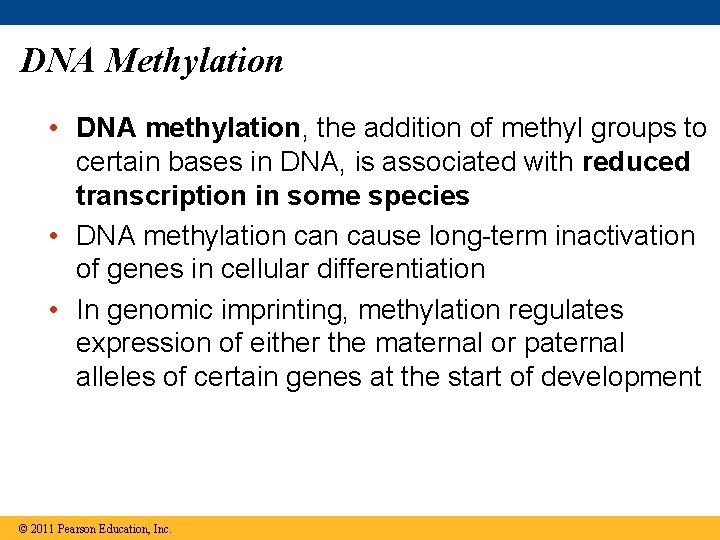 DNA Methylation • DNA methylation, the addition of methyl groups to certain bases in