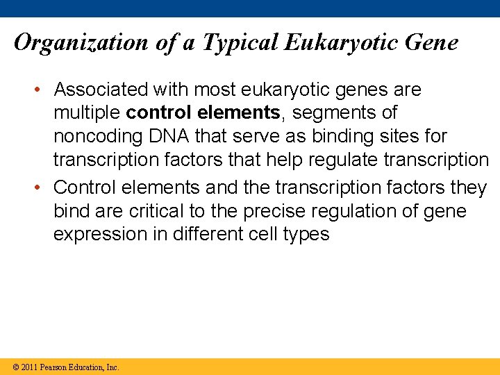 Organization of a Typical Eukaryotic Gene • Associated with most eukaryotic genes are multiple