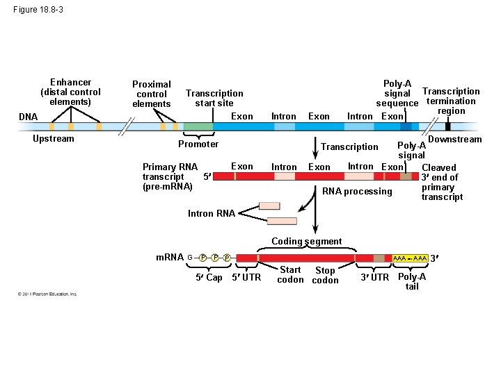 Figure 18. 8 -3 Enhancer (distal control elements) Proximal control elements Transcription start site