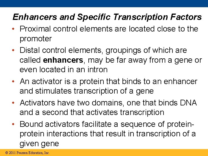 Enhancers and Specific Transcription Factors • Proximal control elements are located close to the