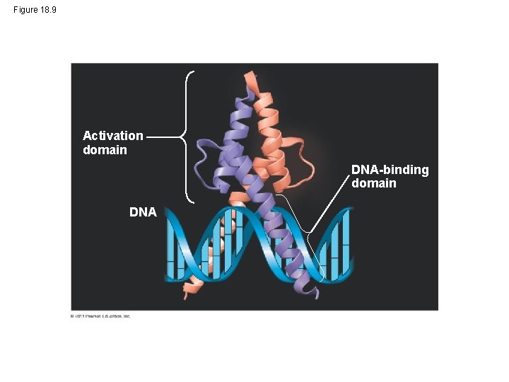 Figure 18. 9 Activation domain DNA-binding domain DNA 