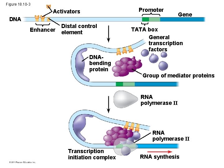 Figure 18. 10 -3 Promoter Activators DNA Enhancer Distal control element Gene TATA box