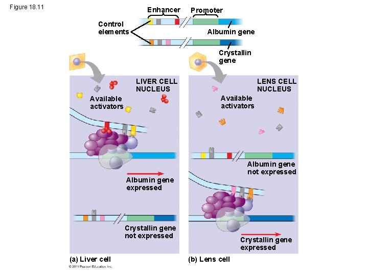 Figure 18. 11 Enhancer Control elements Promoter Albumin gene Crystallin gene LENS CELL NUCLEUS