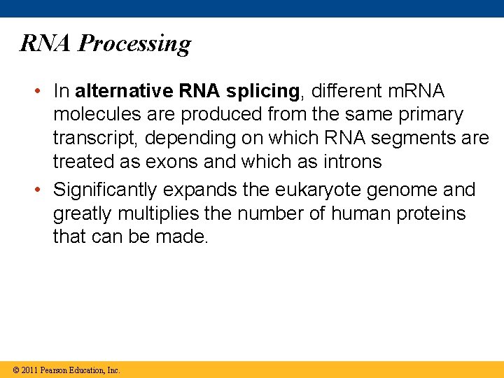 RNA Processing • In alternative RNA splicing, different m. RNA molecules are produced from