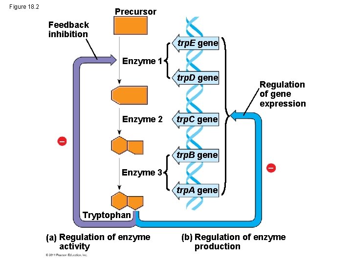 Figure 18. 2 Precursor Feedback inhibition trp. E gene Enzyme 1 trp. D gene