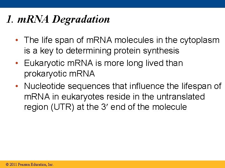 1. m. RNA Degradation • The life span of m. RNA molecules in the