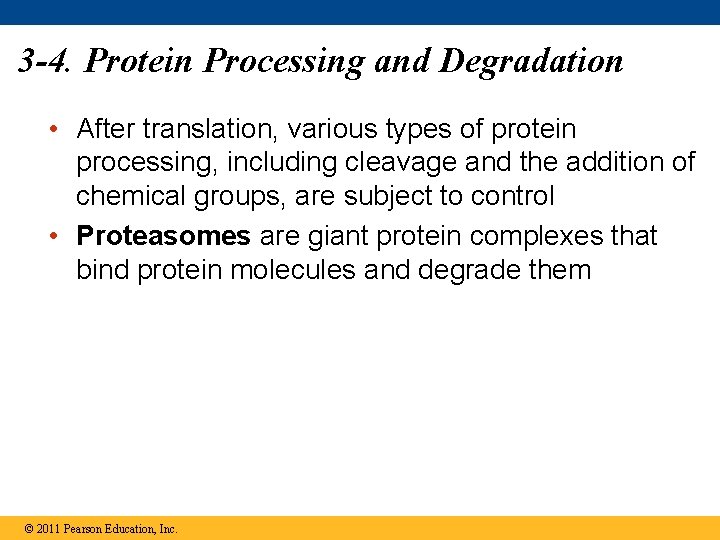 3 -4. Protein Processing and Degradation • After translation, various types of protein processing,