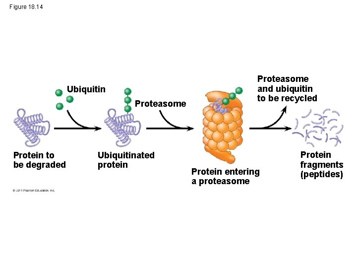 Figure 18. 14 Ubiquitin Proteasome Protein to be degraded Ubiquitinated protein Proteasome and ubiquitin