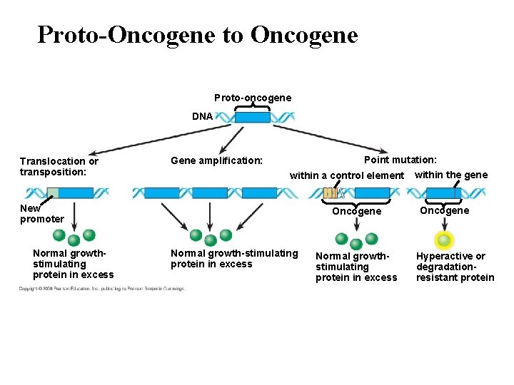 Proto-Oncogene to Oncogene Proto-oncogene DNA Translocation or transposition: Point mutation: Gene amplification: within a