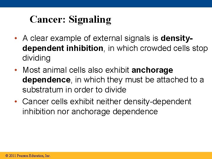 Cancer: Signaling • A clear example of external signals is densitydependent inhibition, in which
