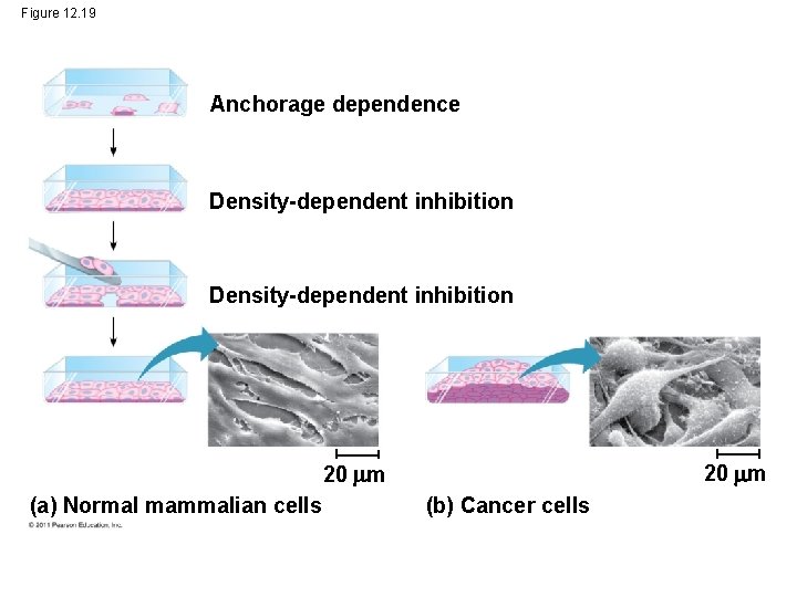 Figure 12. 19 Anchorage dependence Density-dependent inhibition 20 m (a) Normal mammalian cells (b)