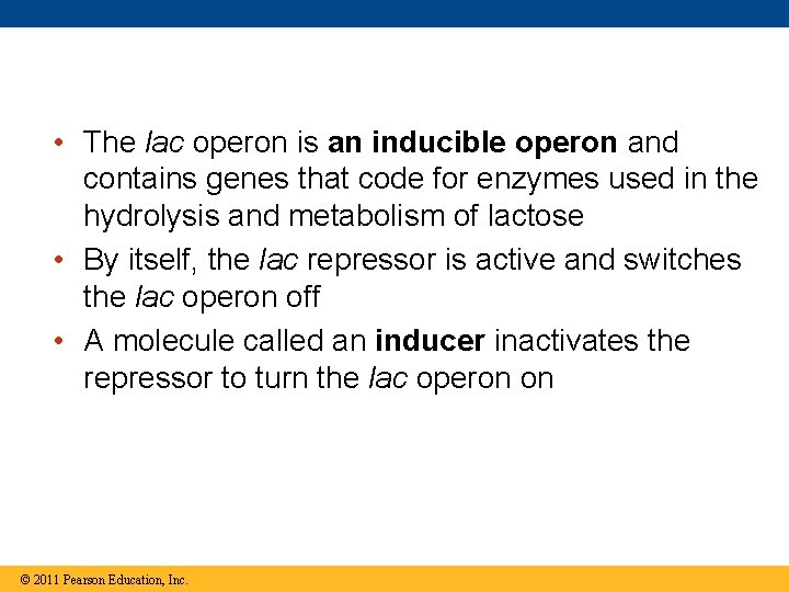  • The lac operon is an inducible operon and contains genes that code