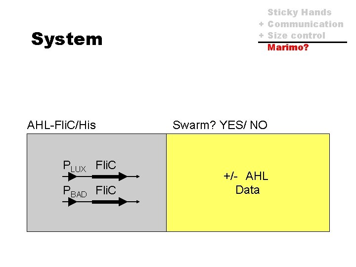 System AHL-Fli. C/His PLUX Fli. C PBAD Fli. C Sticky Hands + Communication +