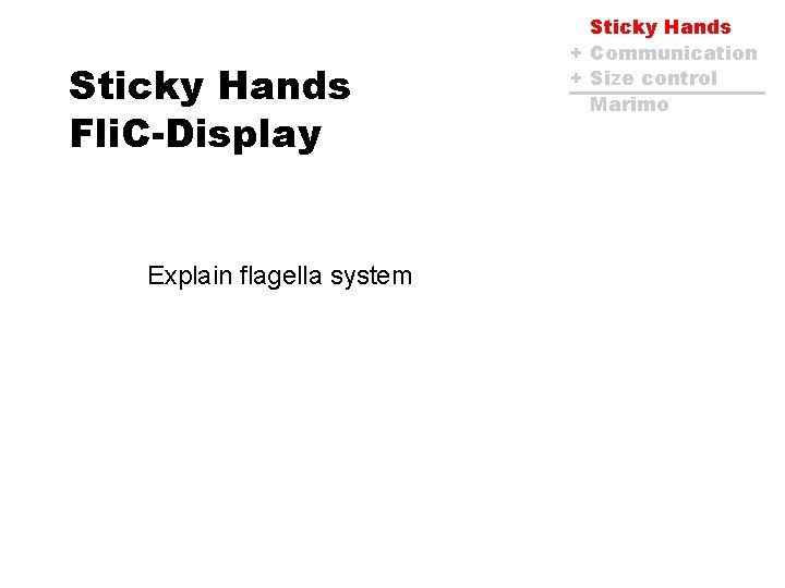 Sticky Hands Fli. C-Display Explain flagella system Sticky Hands + Communication + Size control