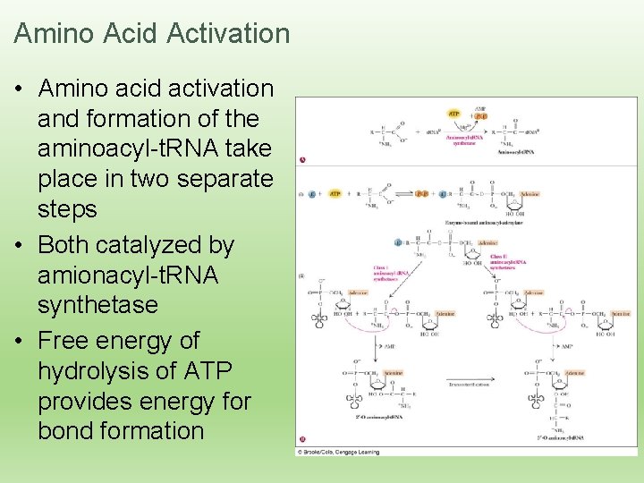 Amino Acid Activation • Amino acid activation and formation of the aminoacyl-t. RNA take