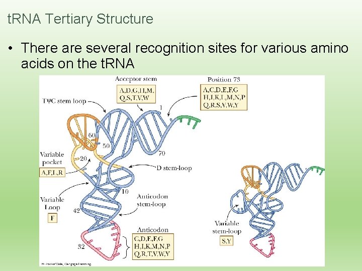 t. RNA Tertiary Structure • There are several recognition sites for various amino acids