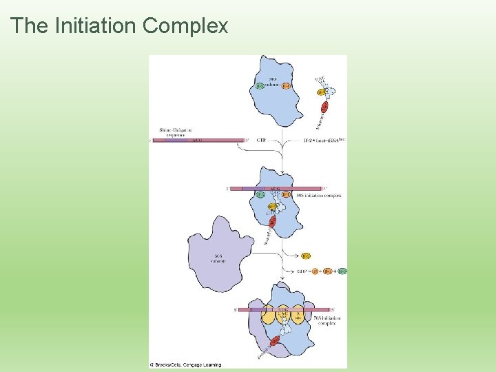 The Initiation Complex 
