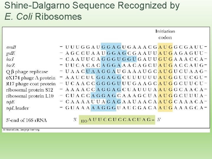 Shine-Dalgarno Sequence Recognized by E. Coli Ribosomes 