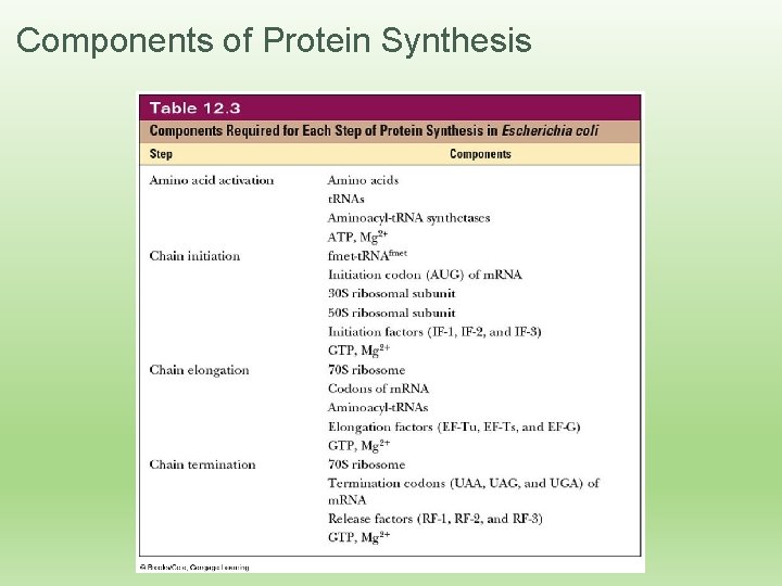 Components of Protein Synthesis 