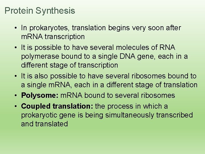 Protein Synthesis • In prokaryotes, translation begins very soon after m. RNA transcription •