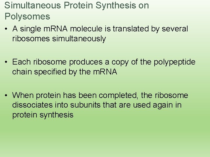 Simultaneous Protein Synthesis on Polysomes • A single m. RNA molecule is translated by