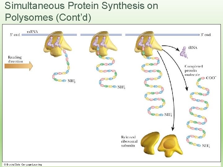 Simultaneous Protein Synthesis on Polysomes (Cont’d) 