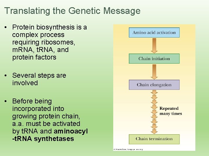 Translating the Genetic Message • Protein biosynthesis is a complex process requiring ribosomes, m.