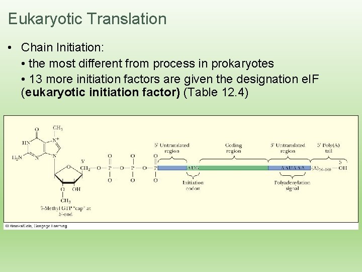 Eukaryotic Translation • Chain Initiation: • the most different from process in prokaryotes •