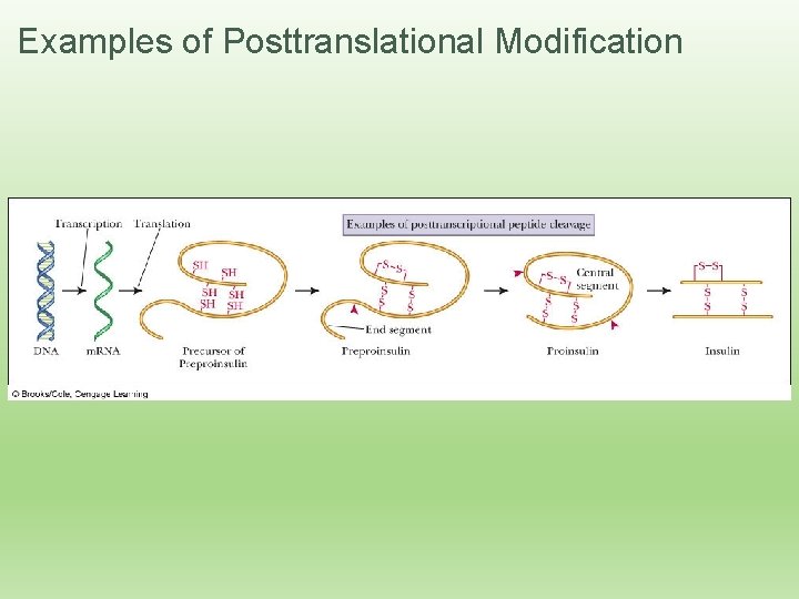 Examples of Posttranslational Modification 