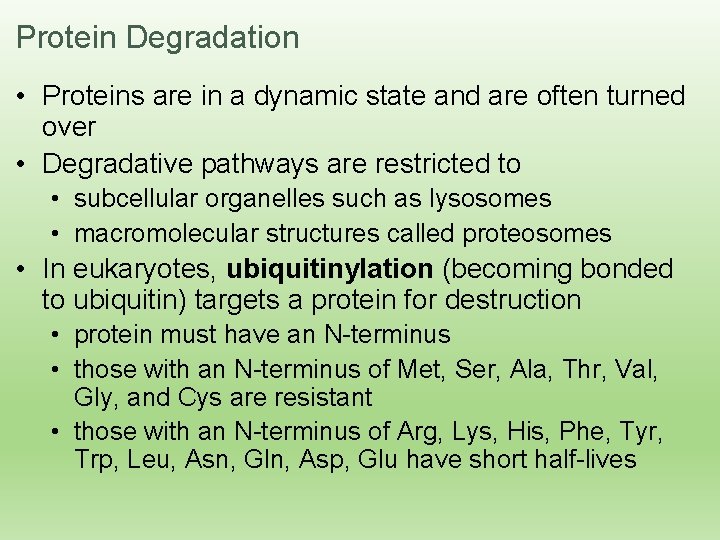Protein Degradation • Proteins are in a dynamic state and are often turned over