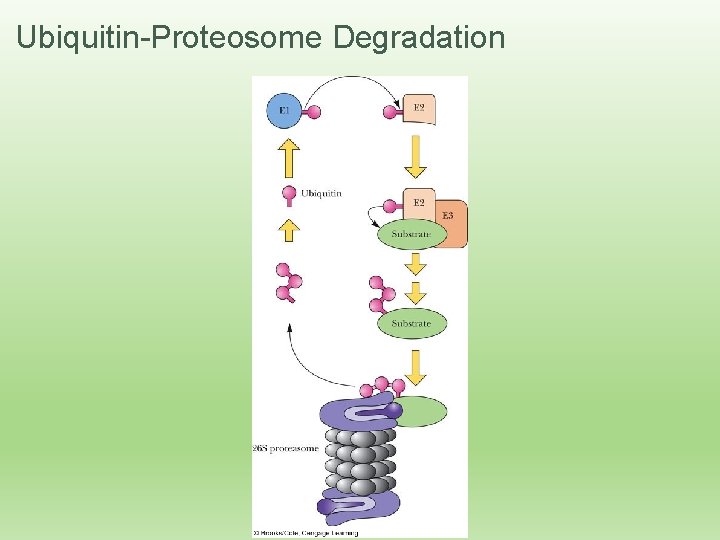 Ubiquitin-Proteosome Degradation 