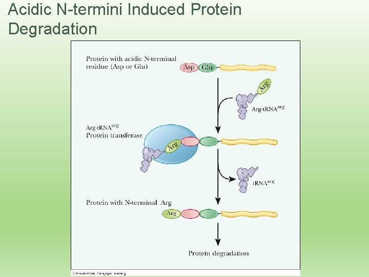 Acidic N-termini Induced Protein Degradation 