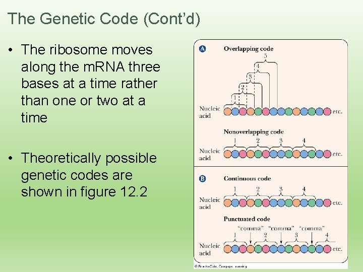 The Genetic Code (Cont’d) • The ribosome moves along the m. RNA three bases