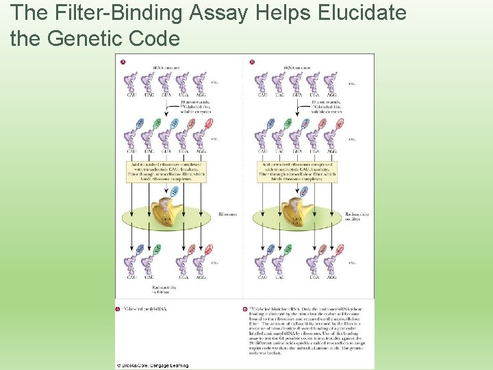 The Filter-Binding Assay Helps Elucidate the Genetic Code 