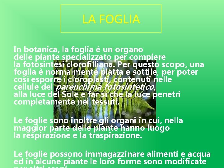 LA FOGLIA In botanica, la foglia è un organo delle piante specializzato per compiere