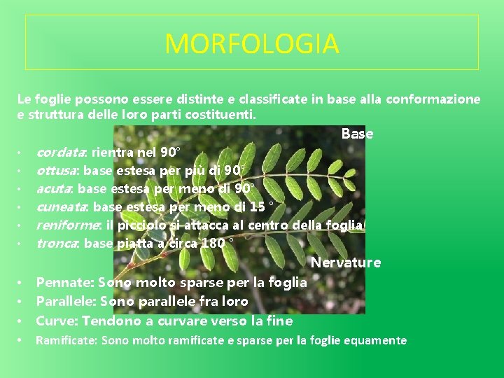 MORFOLOGIA Le foglie possono essere distinte e classificate in base alla conformazione e struttura