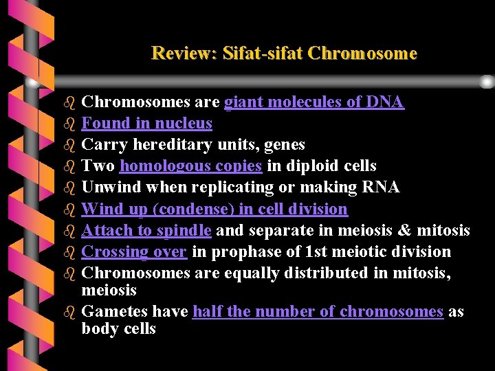 Review: Sifat-sifat Chromosomes are giant molecules of DNA b Found in nucleus b Carry