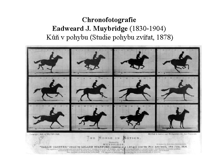 Chronofotografie Eadweard J. Muybridge (1830 -1904) Kůň v pohybu (Studie pohybu zvířat, 1878) 