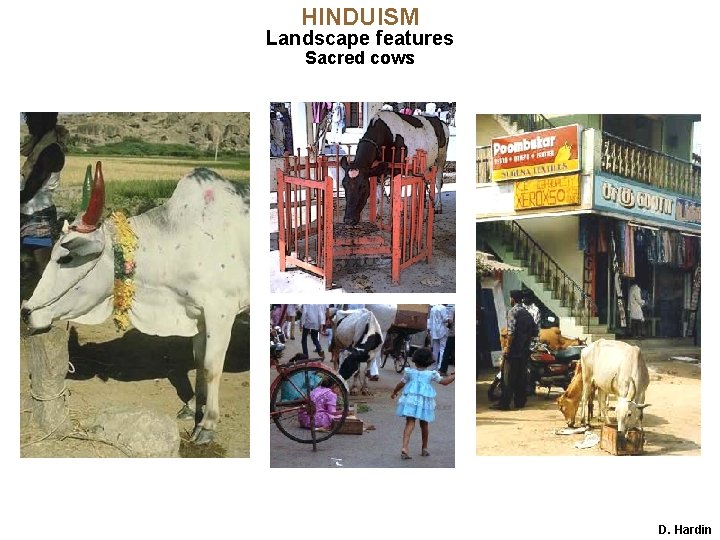 HINDUISM Landscape features Sacred cows D. Hardin 