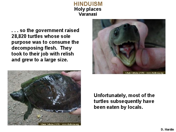 HINDUISM Holy places Varanasi . . . so the government raised 28, 820 turtles